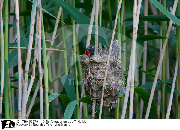Kuckuck im Nest des Teichrohrsngers / THA-06279
