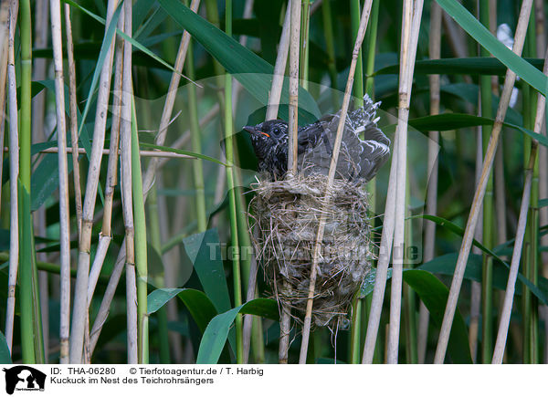 Kuckuck im Nest des Teichrohrsngers / common cuckoo in nest of eurasian reed warbler / THA-06280