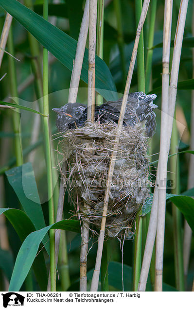 Kuckuck im Nest des Teichrohrsngers / THA-06281