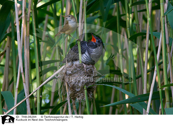 Kuckuck im Nest des Teichrohrsngers / common cuckoo in nest of eurasian reed warbler / THA-06284