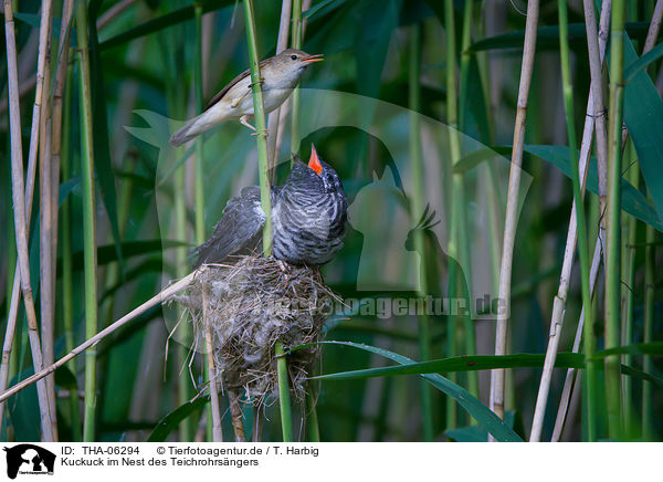 Kuckuck im Nest des Teichrohrsngers / common cuckoo in nest of eurasian reed warbler / THA-06294