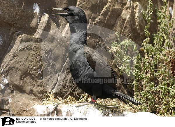 Kstenscharbe / bank cormorant / CD-01326