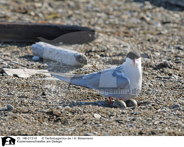 Kstenseeschwalbe am Gelege / Arctic tern with nest of eggs / HB-01316