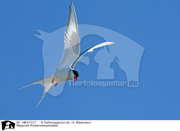 fliegende Kstenseeschwalbe / flying Arctic tern / HB-01317