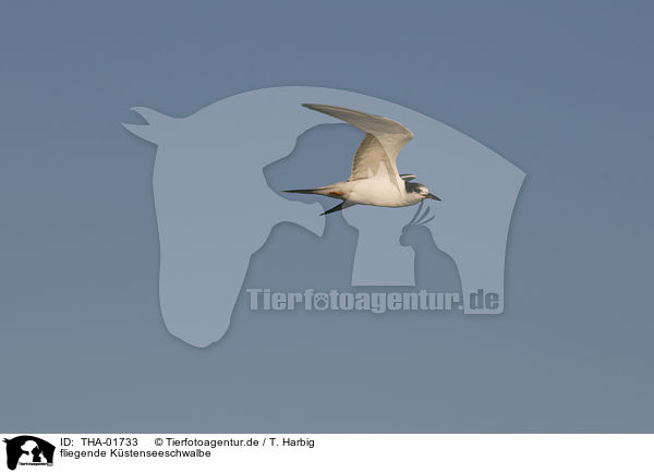 fliegende Kstenseeschwalbe / flying arctic tern / THA-01733