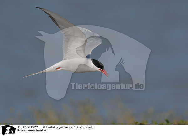Kstenseeschwalbe / Arctic tern / DV-01922