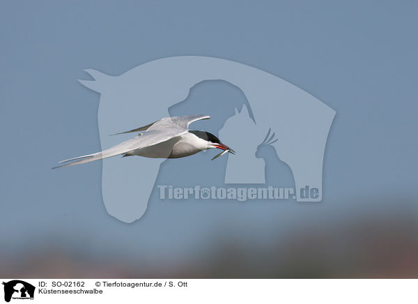 Kstenseeschwalbe / Arctic tern / SO-02162