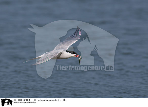 Kstenseeschwalbe / Arctic tern / SO-02164