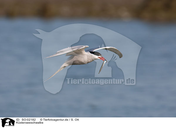 Kstenseeschwalbe / Arctic tern / SO-02182