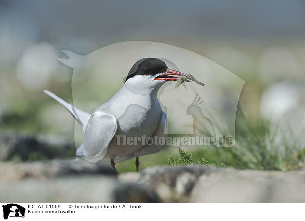 Kstenseeschwalbe / Arctic tern / AT-01569