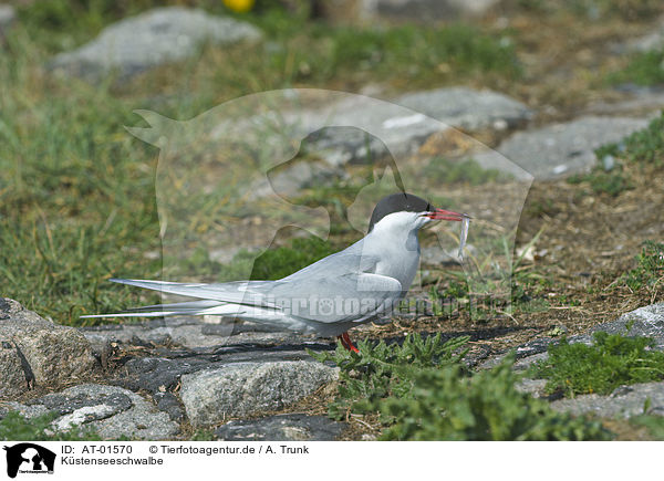 Kstenseeschwalbe / Arctic tern / AT-01570