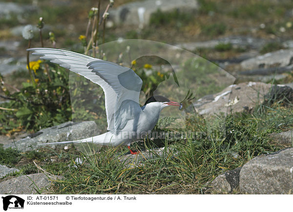 Kstenseeschwalbe / Arctic tern / AT-01571