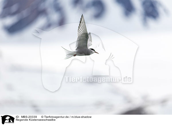 fliegende Kstenseeschwalbe / MBS-20339