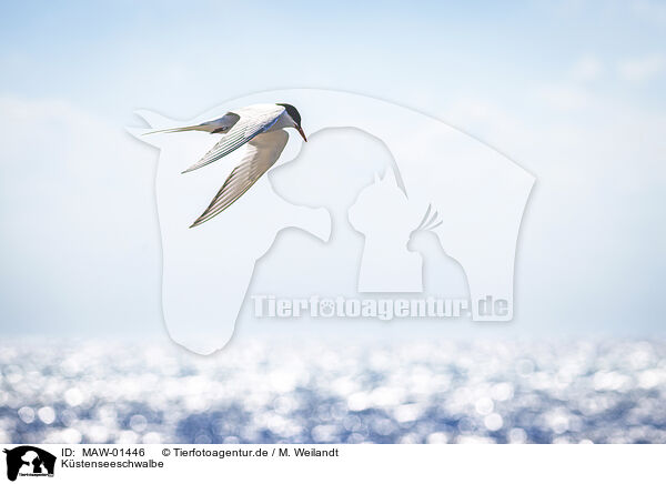 Kstenseeschwalbe / Arctic tern / MAW-01446