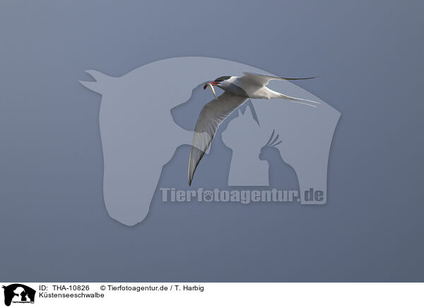 Kstenseeschwalbe / Arctic tern / THA-10826