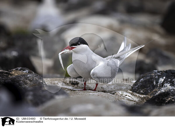 Kstenseeschwalbe / Arctic tern / UM-03480