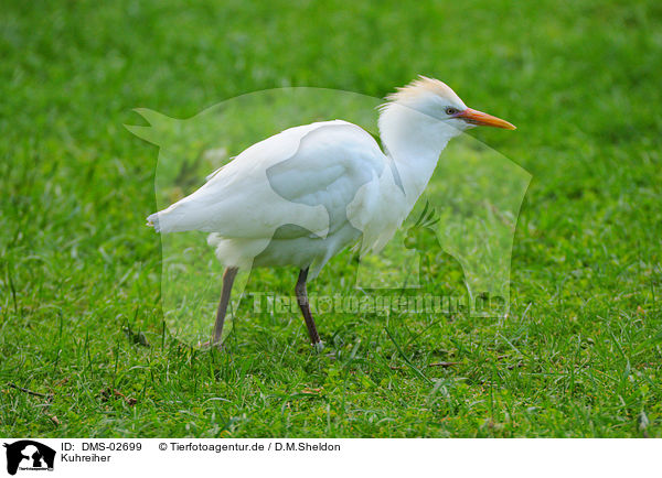 Kuhreiher / cattle egret / DMS-02699