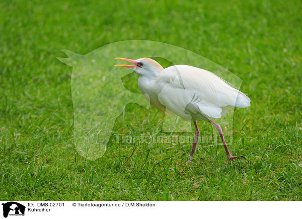 Kuhreiher / cattle egret / DMS-02701