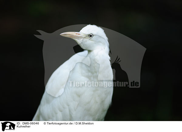 Kuhreiher / cattle egret / DMS-06046