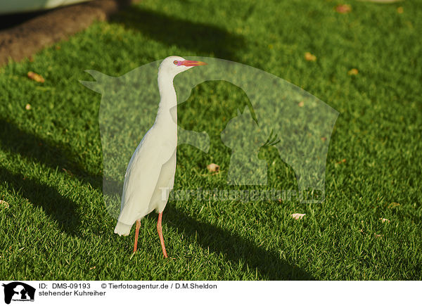 stehender Kuhreiher / standing Cattle Egret / DMS-09193