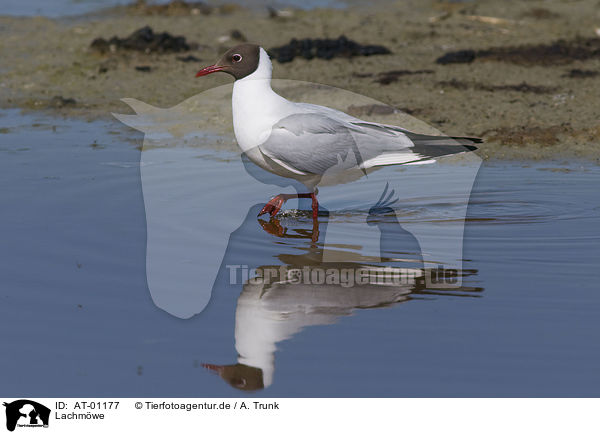 Lachmwe / Black-headed Gull / AT-01177
