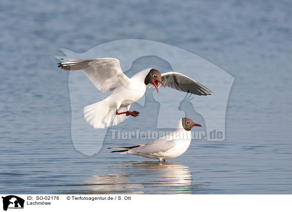 Lachmwe / black-headed gull / SO-02176