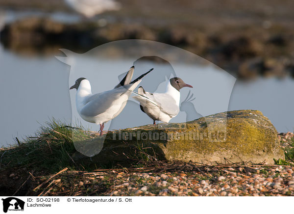 Lachmwe / black-headed gull / SO-02198