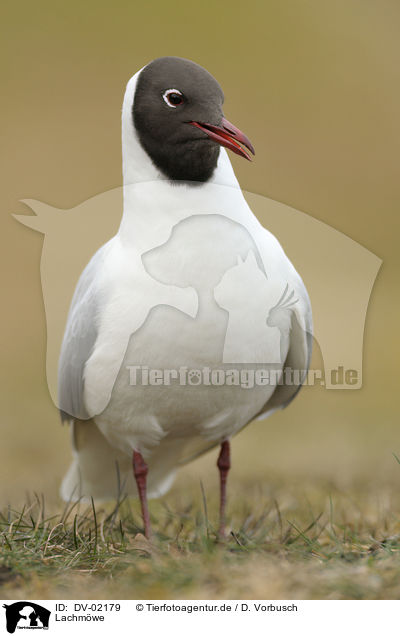 Lachmwe / common black-headed gull / DV-02179