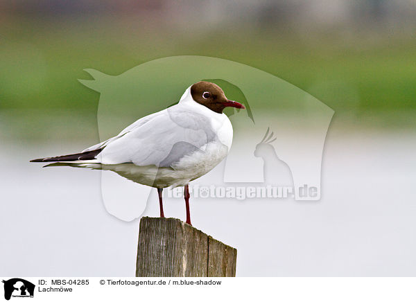 Lachmwe / common black-headed gull / MBS-04285