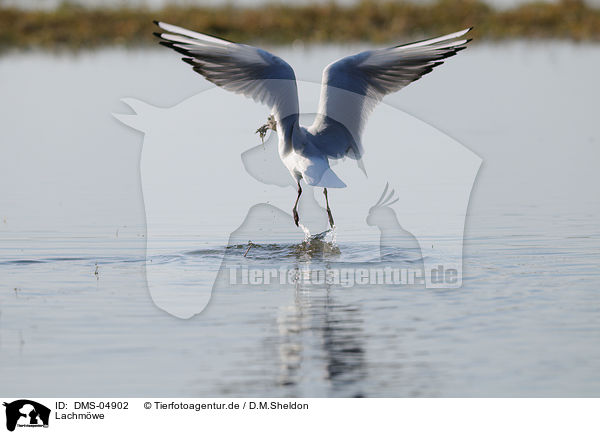 Lachmwe / black-headed gull / DMS-04902