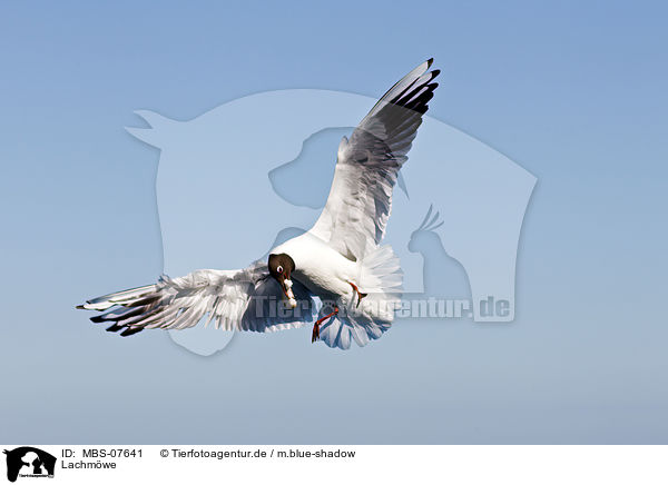 Lachmwe / common black-headed gull / MBS-07641