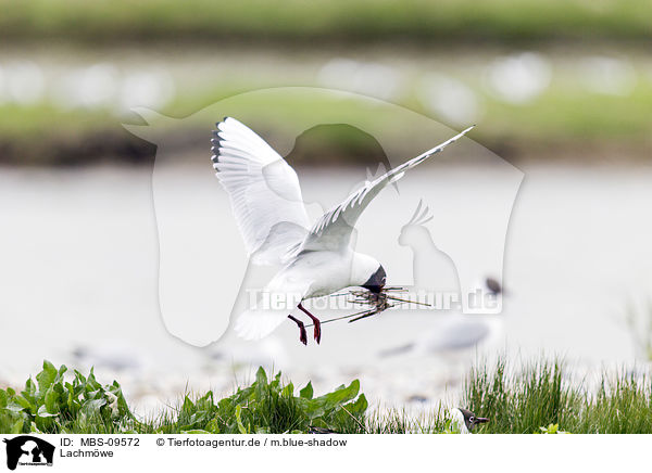 Lachmwe / common black-headed gull / MBS-09572
