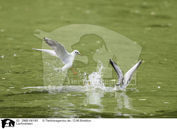 Lachmwen / common black-headed gulls / DMS-08180