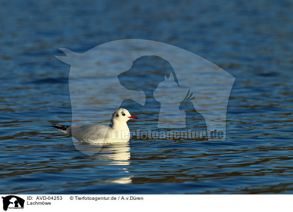 Lachmwe / common black-headed gull / AVD-04253