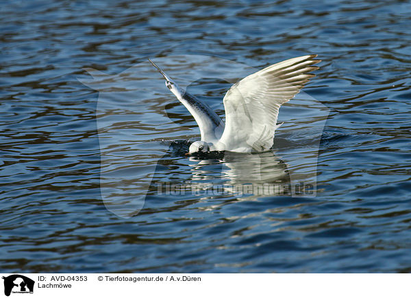 Lachmwe / common black-headed gull / AVD-04353