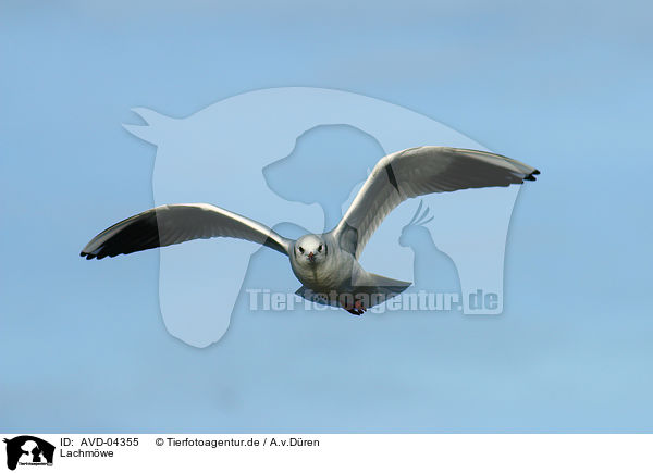 Lachmwe / common black-headed gull / AVD-04355