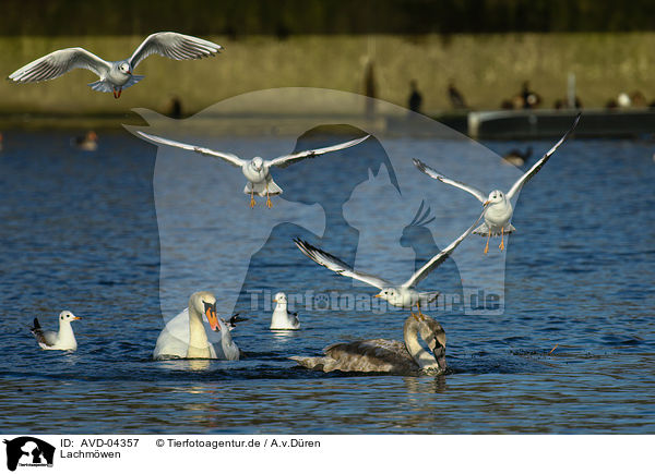 Lachmwen / common black-headed gulls / AVD-04357