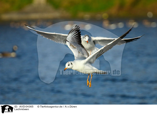 Lachmwen / common black-headed gulls / AVD-04365