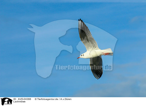 Lachmwe / common black-headed gull / AVD-04366