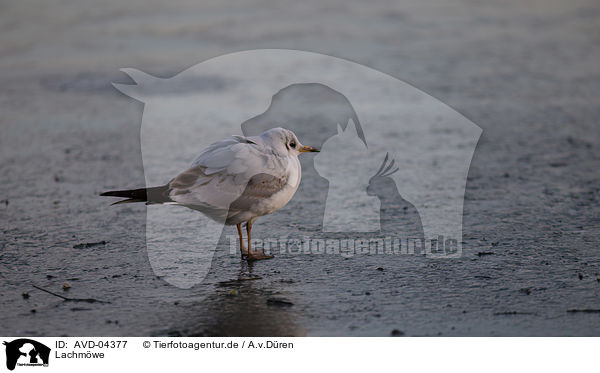 Lachmwe / common black-headed gull / AVD-04377