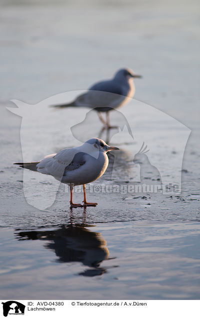 Lachmwen / common black-headed gulls / AVD-04380