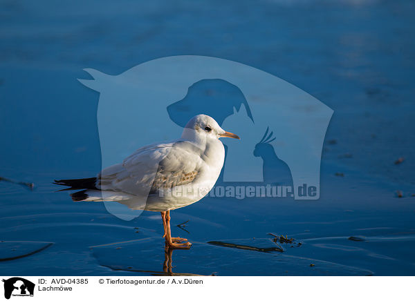 Lachmwe / common black-headed gull / AVD-04385