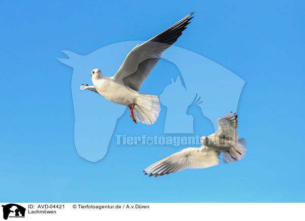 Lachmwen / common black-headed gulls / AVD-04421