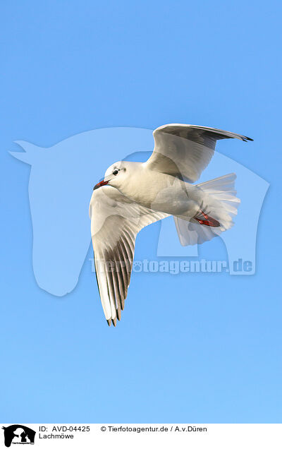 Lachmwe / common black-headed gull / AVD-04425