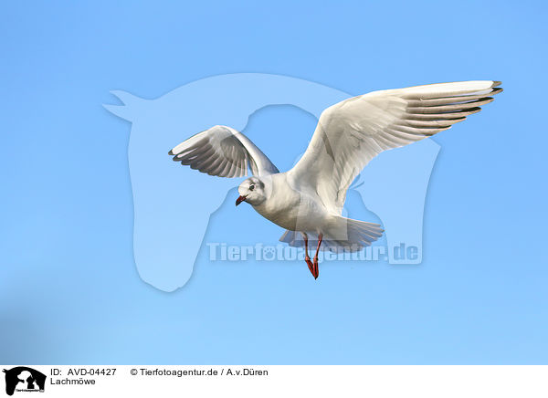 Lachmwe / common black-headed gull / AVD-04427