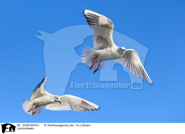 Lachmwen / common black-headed gulls / AVD-04431