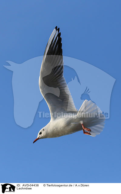 Lachmwe / common black-headed gull / AVD-04438