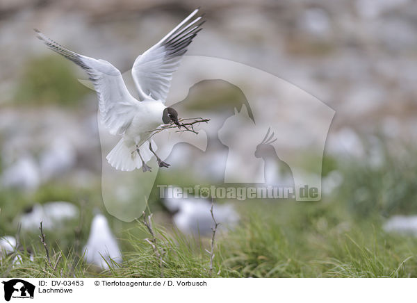 Lachmwe / black-headed gull / DV-03453