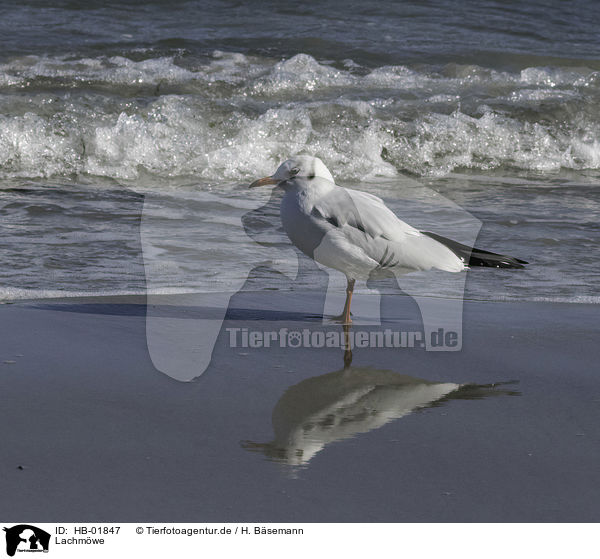 Lachmwe / common black-headed gull / HB-01847