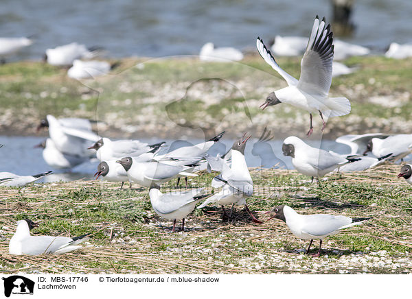 Lachmwen / common black-headed gulls / MBS-17746